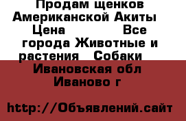 Продам щенков Американской Акиты › Цена ­ 25 000 - Все города Животные и растения » Собаки   . Ивановская обл.,Иваново г.